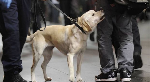Cani che scovano i malati di Covid: sperimentazione al via in Gran Bretagna