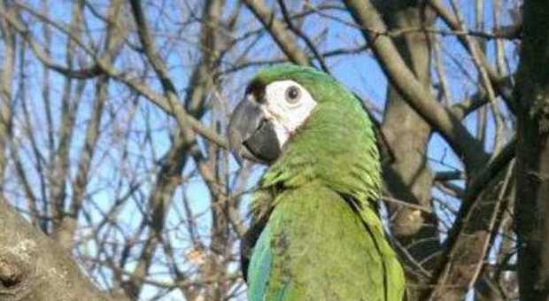 Havana scappa: maxiricompensa a chi ritrova l'amato pappagallo