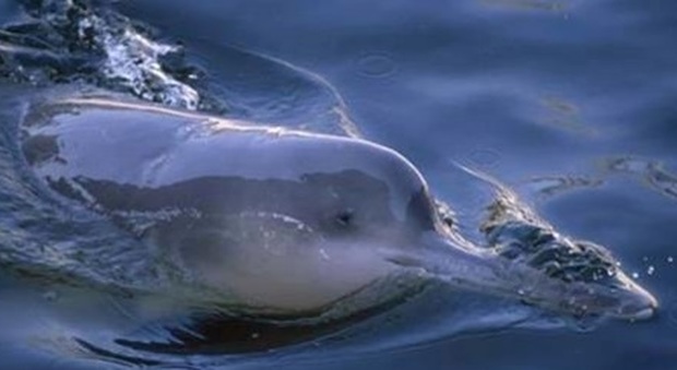 Il delfino dichiarato estinto avvistato di nuovo nel fiume