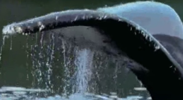Il Giappone riprende caccia alle balene. Per ricerca