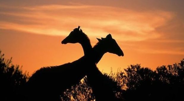Sudafrica: il vademecum per un safari perfetto