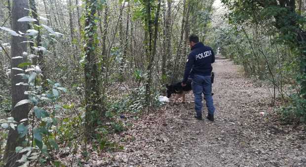 Pesaro, parco dello spaccio, i poliziotti trovano la marijuana nei cespugli e scoprono una cliente 50enne