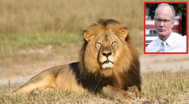 Il dentista che uccise il leone Cecil non sarà incriminato
