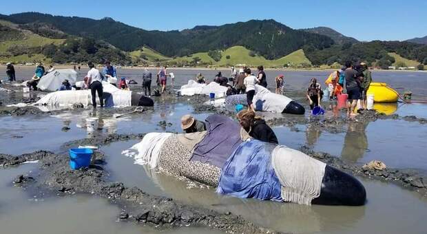 Alcune delle balene pilota rimaste spiaggiate (immagini pubbl da Project Jonah New Zealand su Fb)