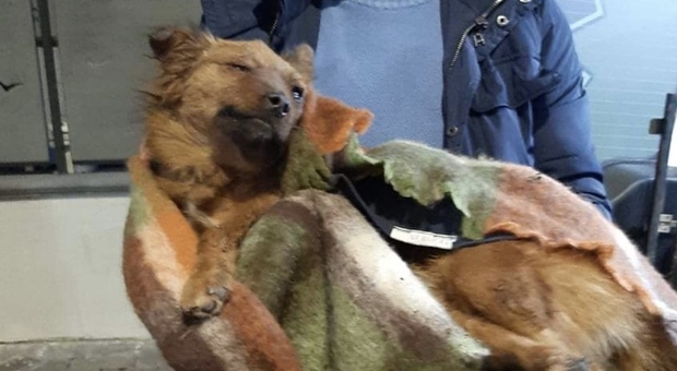 Tre cani investiti dal treno a Torre del Greco, due morti e uno grave: soccorsi in ritardo