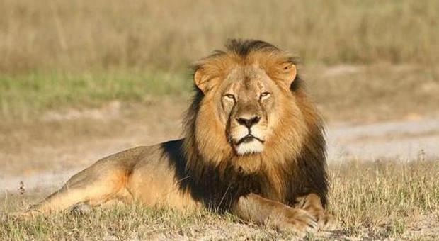 Zimbabwe. Il dentista che uccise il leone Cecil non sarà incriminato: aveva la licenza
