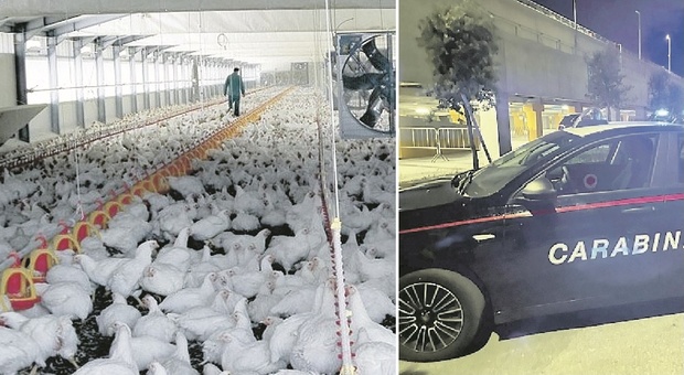Jesi, i ladri di rame fanno strage nell'allevamento: via la corrente, morti 240mila polli