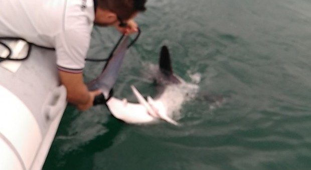 lo squalo raggiunto dalla Guardia costiera a Scauri