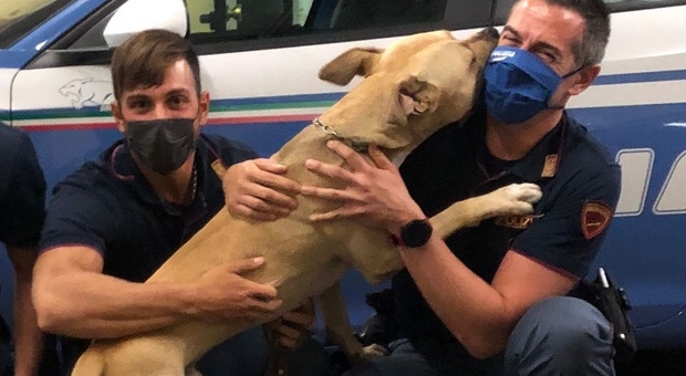 Pitbull salvato dal bastone del padrone ubriaco si getta tra le braccia dei poliziotti: la storia