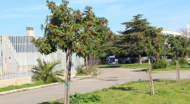 A Lecce solo 19 alberi per 100 abitanti, torna la raccolta fondi #alberiAMOlacittà: adotti un albero e lo dedichi a chi ami