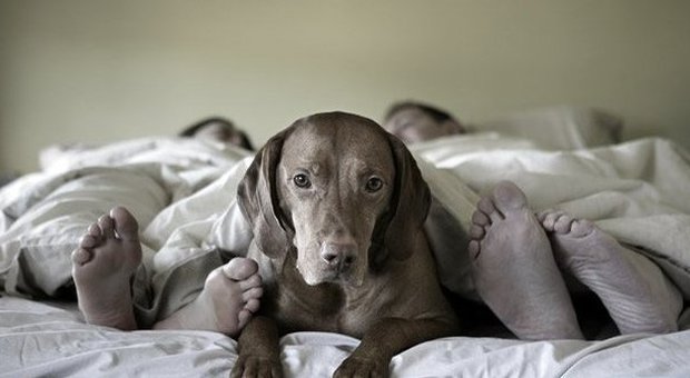 Il cane dorme nel letto con voi? E' sbagliato: lo dice un'associazione Usa
