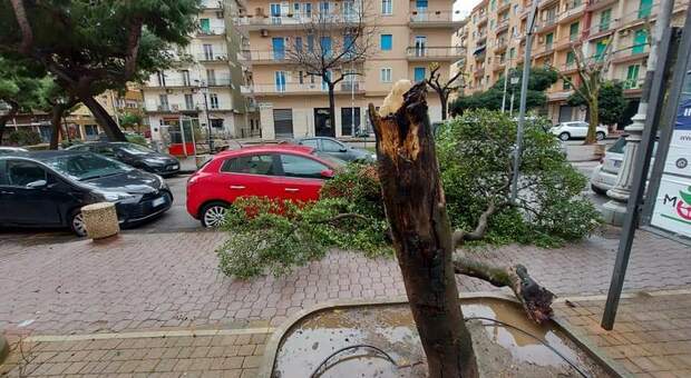 Salerno: cadono altri due alberi, paura e proteste nel quartiere