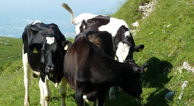 Durante una passeggiata fu calpestato da alcune mucche: cita a giudizio i proprietari (foto d'archivio)