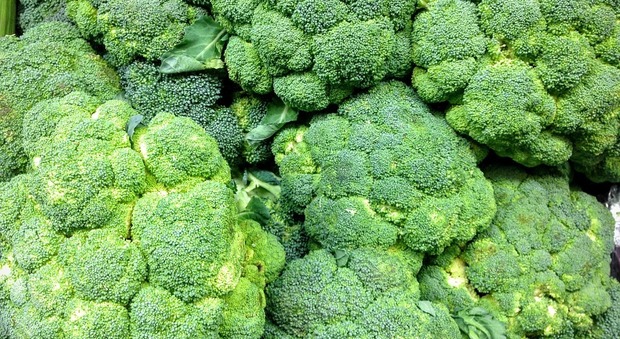 Broccoli, ottimi durante la gravidanza e contro l’anemia. Ecco le altre proprietà benefiche