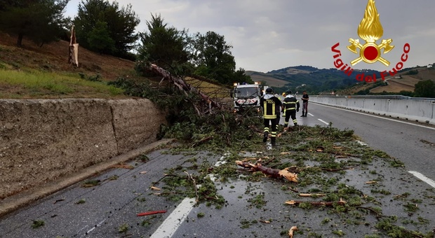 Albero cade sulla carreggiata, tragedia sfiorata in autostrada