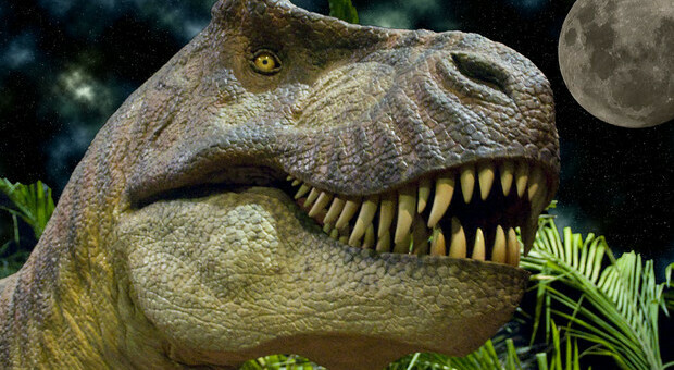 Dinosauri, i paleontologi: «Tirannosauro feroce ma lento, al massimo raggiungeva i 29 km l'ora»