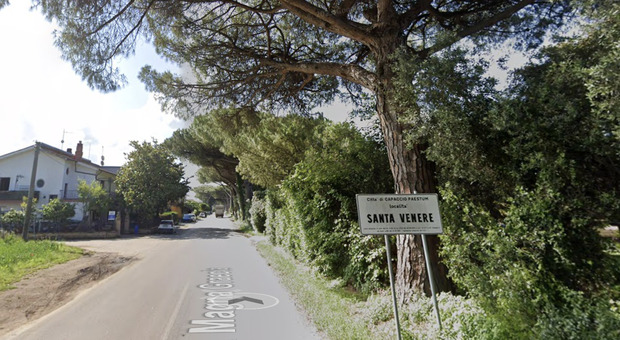 Capaccio Paestum, pini ammalorati a Santa Venere: la protesta degli ambientalisti
