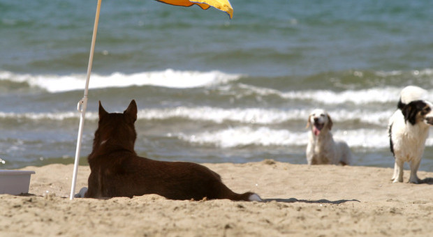 Cani in spiaggia, l'appello delle associazioni: «La Regione non limiti l'accesso»