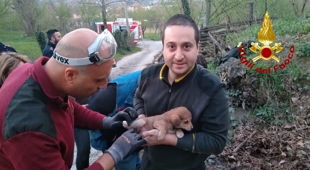 Cucciolo di labrador salvato in extremis: era incastrato in un tubo