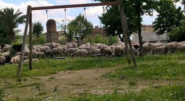 le pecore arrivate in piazzetta