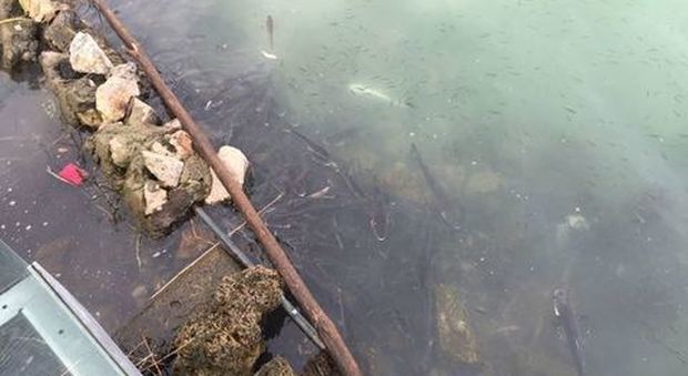 Moria di pesci nel lago d'Averno: «Né inquinamento né fenomeni vulcanici»