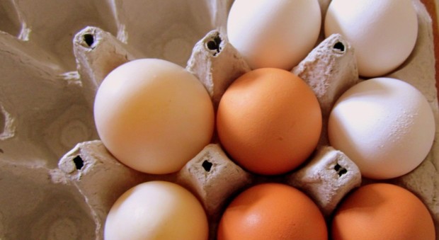 Caso Fipronil: sono "pulite" le uova prelevate all'azienda di Castelfidardo