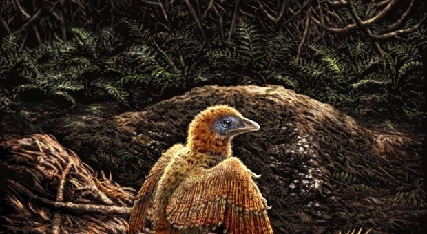 Ricostruzione artistica degli uccelli di 125 milioni di anni fa