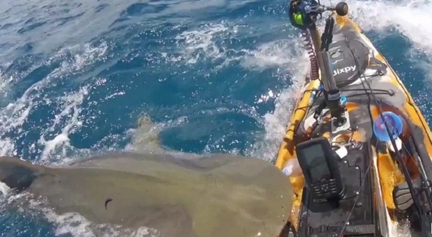 Squalo tigre attacca pescatore sul kayak: l'attacco choc ripreso dalla telecamera