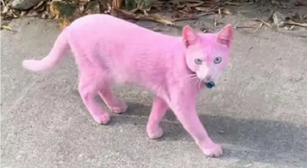 Gatto color Pantera Rosa indigna i social: «Un'idea stupida, può sentirsi male»