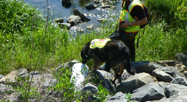 Cani alla ricerca delle acque inquinate: l'idea di una coppia americana