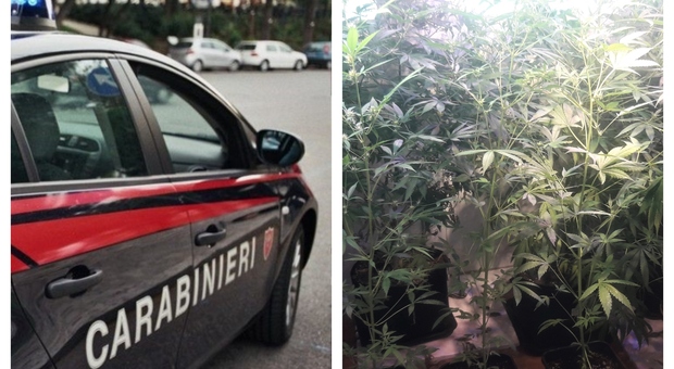 Droga, una vera e propria serra di marijuana con lampade e ventilatori nascosta in casa: arrestato 20enne