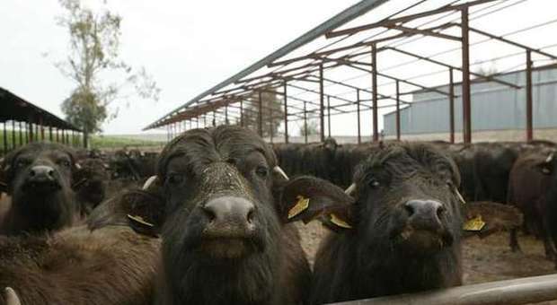 Sequestrato allevamento di bufale: niente igiene e capi senza marchio identificativo