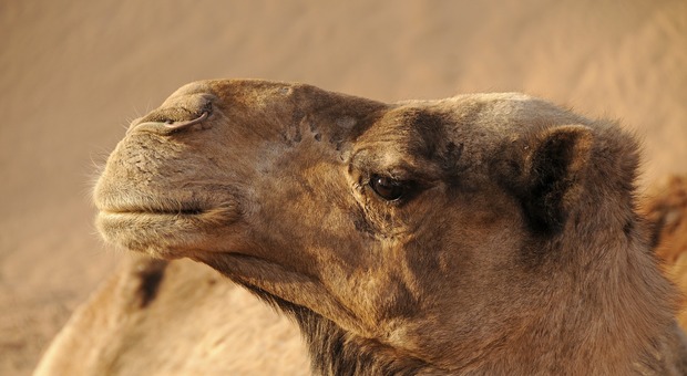 Cammelli con il “ritocchino" in botox squalificati, cammellieri multati: addio ai premi da 66 milioni di dollari del concorso di bellezza