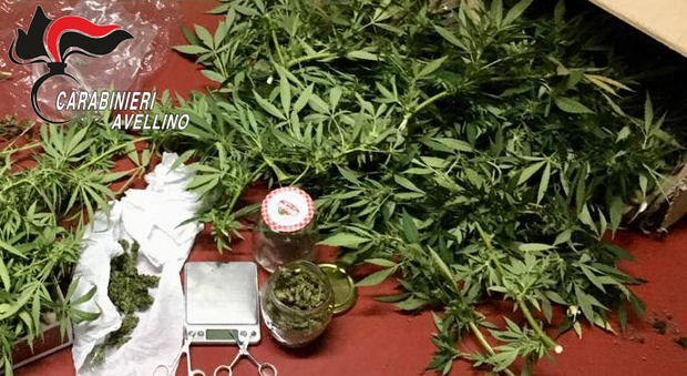 Sorpreso con oltre 250 grammi di marijuana, 18enne arrestato