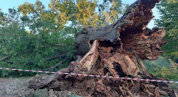 Amatrice, una forte tempesta di vento ha abbattuto lo storico cerro di Galloro nella frazione Sant'Angelo