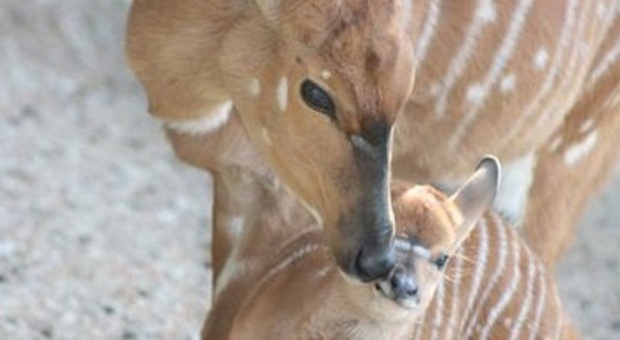 La mamma con Astra, la nuova arrivata al Parco Zoo