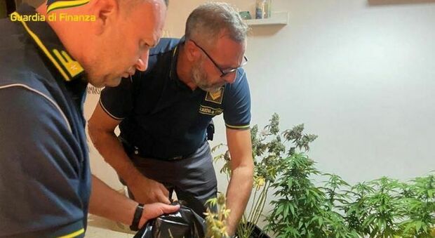 In casa piante di marijuana, semi e fiori pronti per essere venduti: denunciato per spaccio