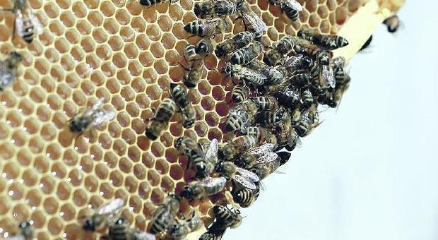 Moria di api per insetticida, 400 agricoltori finiscono sotto inchiesta
