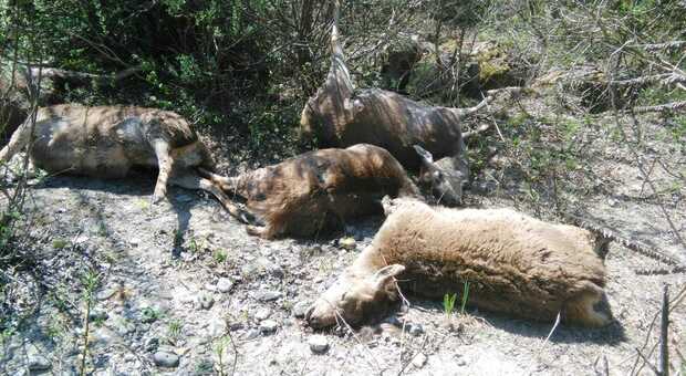 Cervi uccisi dai lupi (foto di archivio)