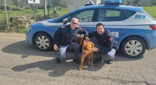 Correva contromano sulla Provinciale: Thor, cane di grossa taglia, messo in salvo dai poliziotti