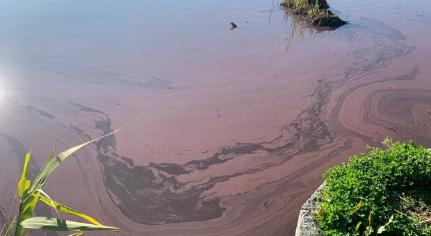 Il lago d'Averno si colora di rosso vinaccia: «Colpa di un cianobatterio»