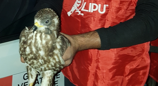 Caccia proibita nel Napoletano, denunciato bracconiere e liberati uccelli di specie protetta