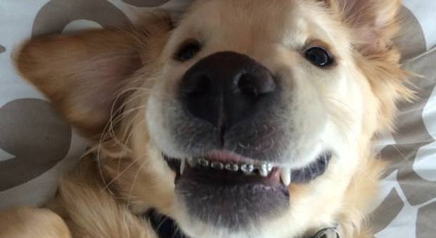 Wesley, il cane con l'apparecchio per i denti (Facebook)