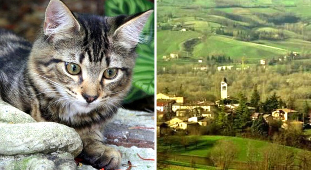 Il paese dove spariscono i gatti: 50 i felini scomparsi da inizio maggio