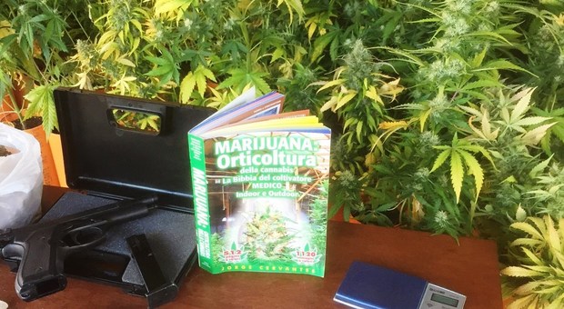 Roma, serra di marijuana nascosta nel seminterrato: in casa il libro "La bibbia del coltivatore"