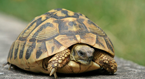 Perdono la tartaruga e la ritrovano viva più di 30 anni dopo in soffitta