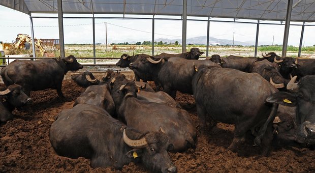 Ucciso per aver rubato bufale, tre boss dei Casalesi condannati