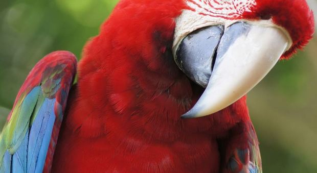 Arriva la condanna per l’imprenditore accusato di detenzione di pappagalli in condizioni disumane