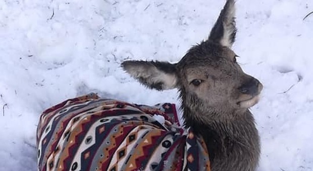 Animali stremati per la troppa neve: «Un inverno difficile»