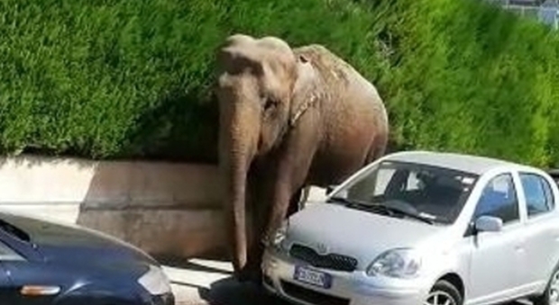 Elefante scappa dal circo e si ritrova in strada: impaurito dal traffico, si "nasconde" dietro alle auto
